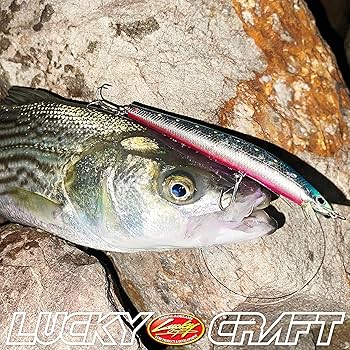 ラッシュ　プリースト　オバラ　3枚 スリッパギャラリー本店 / Os`way WATERPASSウォーターパスM